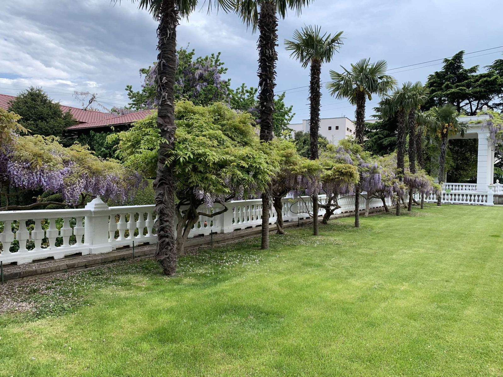 Пальмовая аллея Никитского ботанического сада