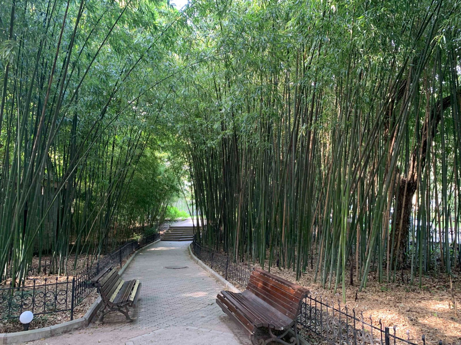 Бамбуковая аллея
