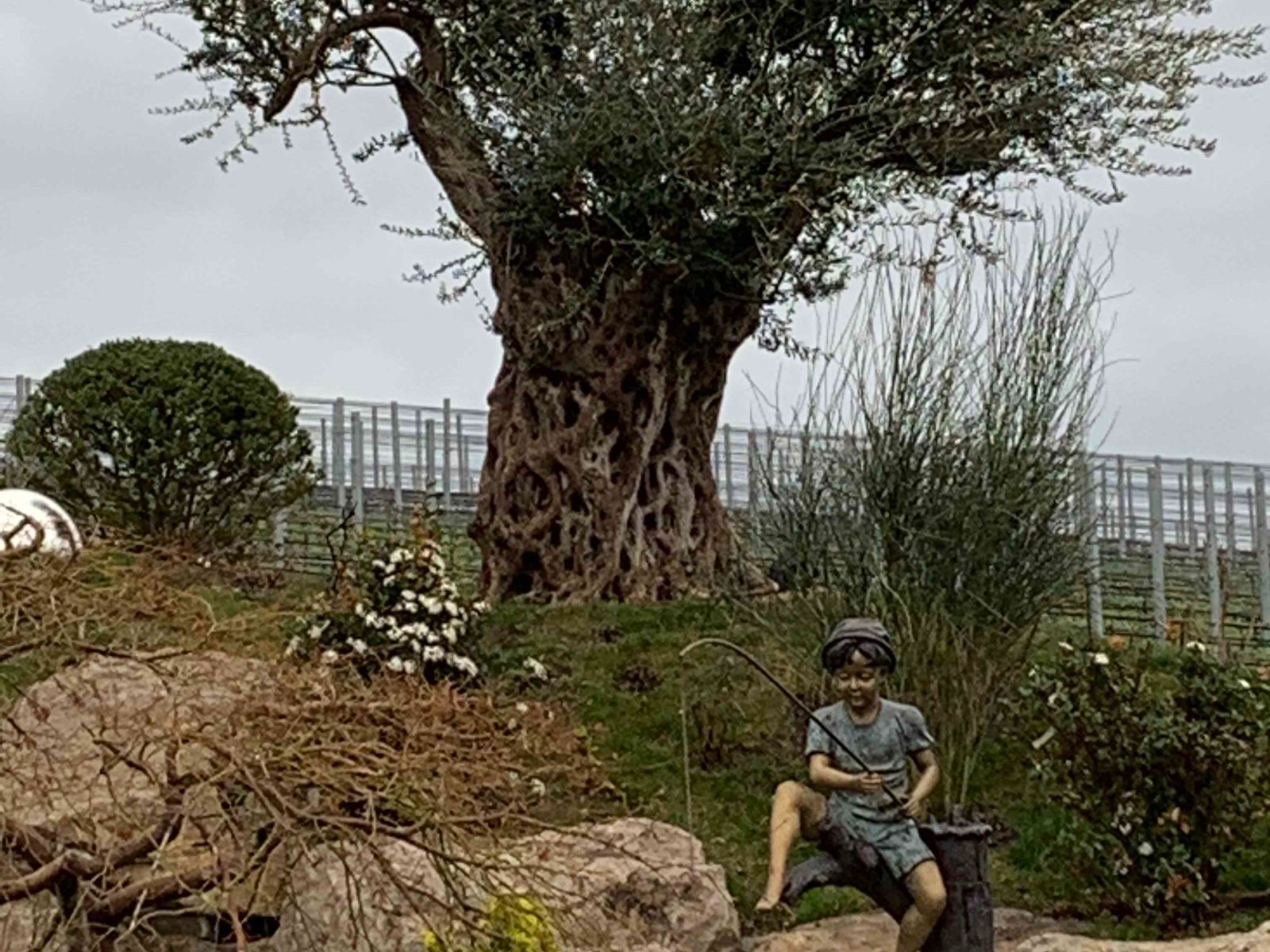 Древние оливы