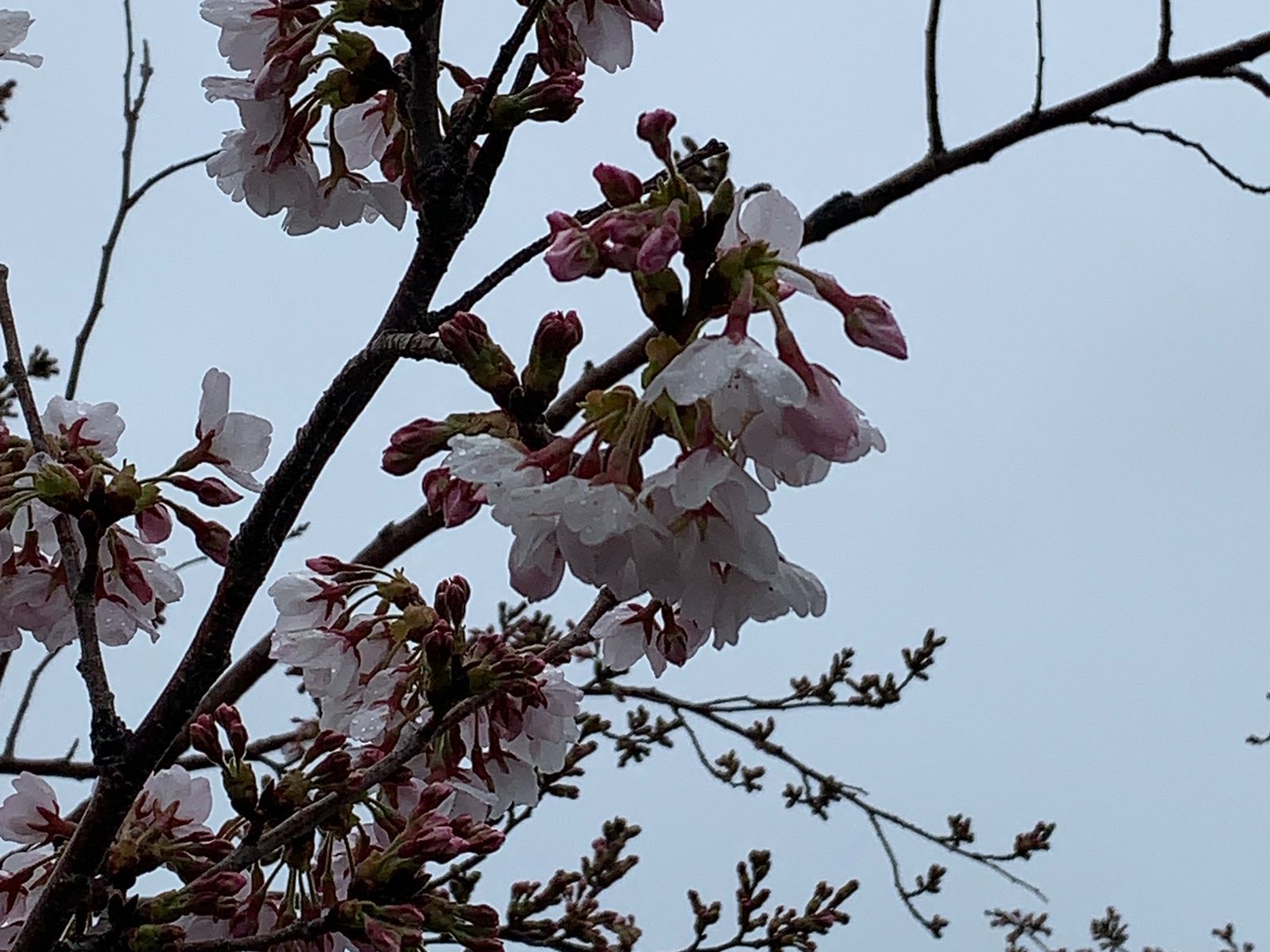 Цветение сакуры