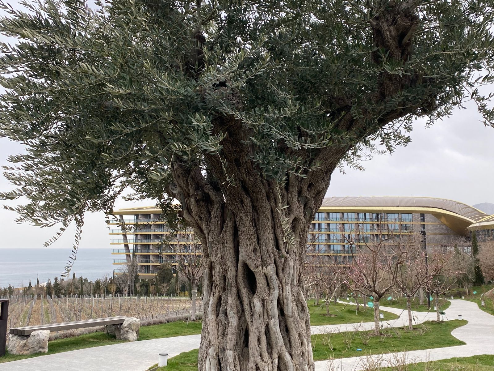 Оливы и корпуса Мрии