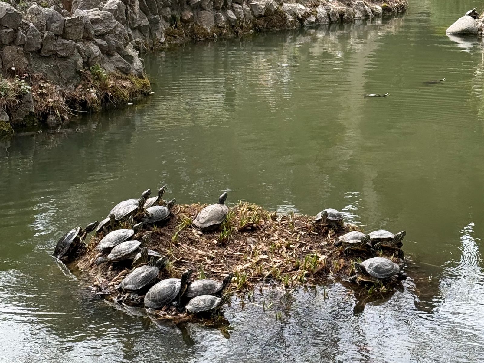 Красноухие и краснокнижные черепахи