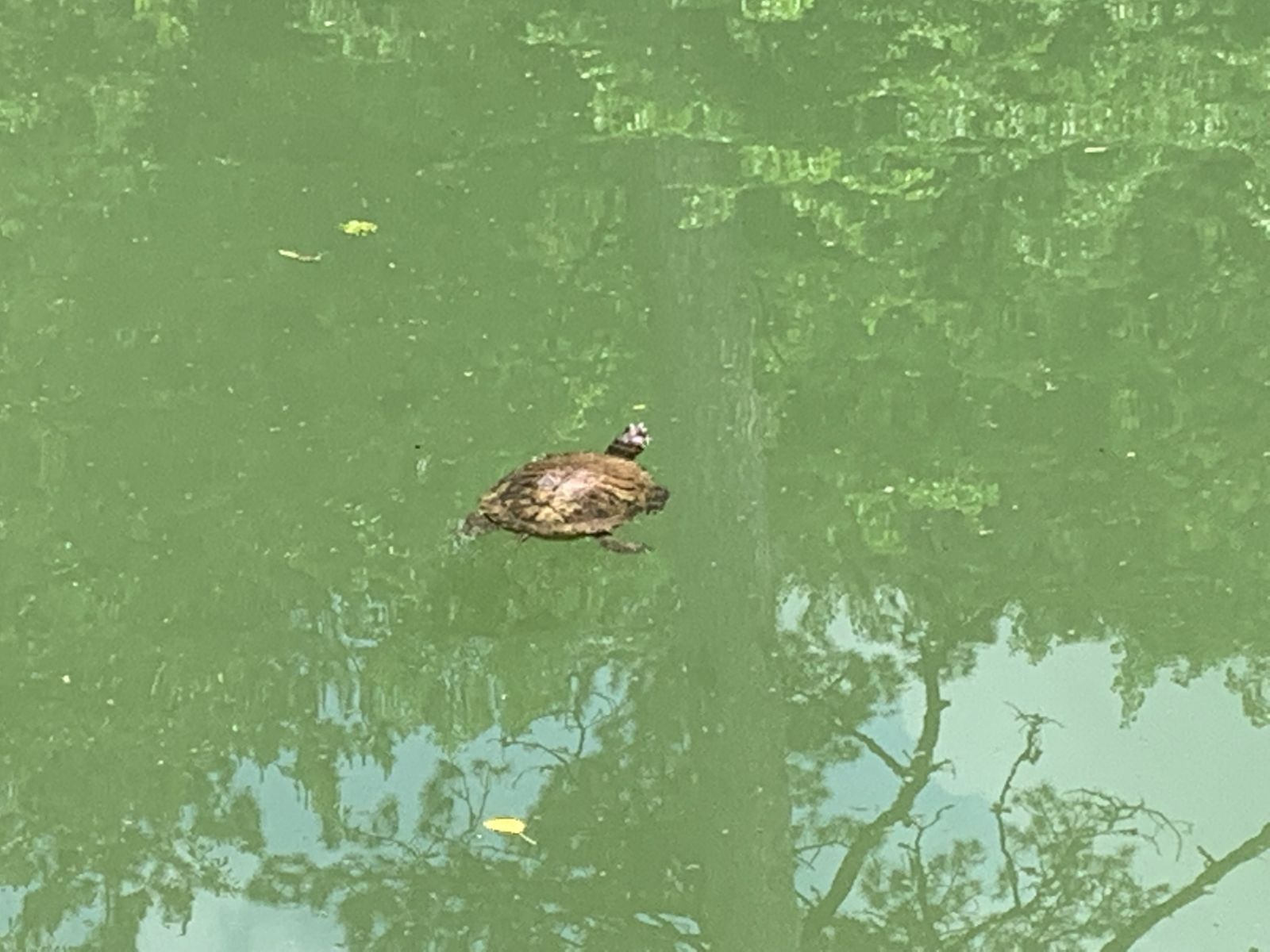 Красноухие краснокнижные черепахи