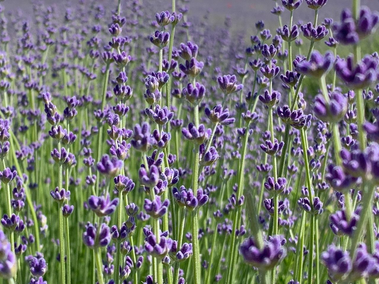 Экскурсия к лаванде Крымского Прованса и на винодельню Фотисаль - групповая экскурсия в Севастополе на автобусе длительностью 6.5 часов с количеством участников до 17 человек со скидкой 5% еще 17 часов цена экскурсии 2280₽