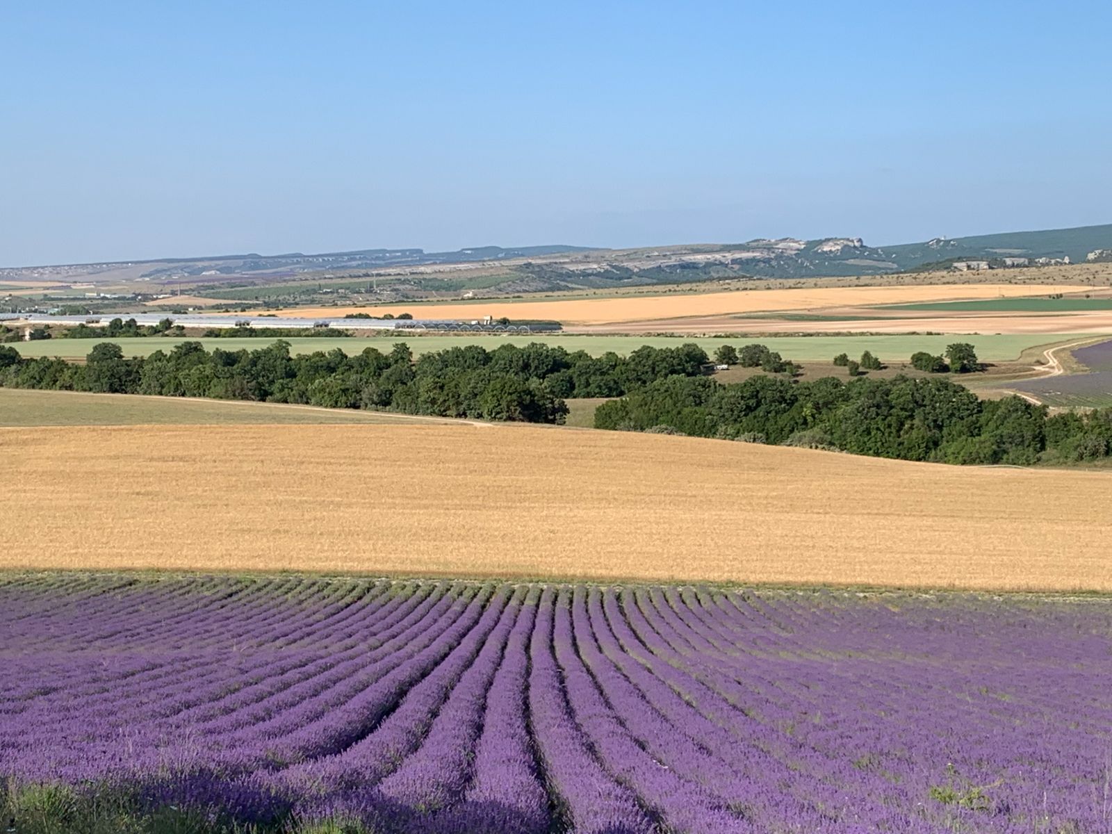Лавандовые поля