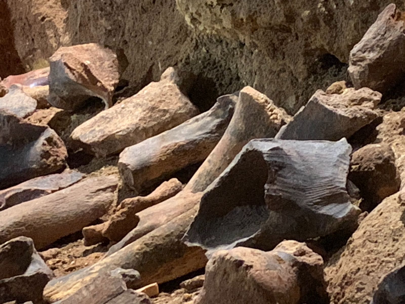 Пещера Таврида, останки ископаемых животных