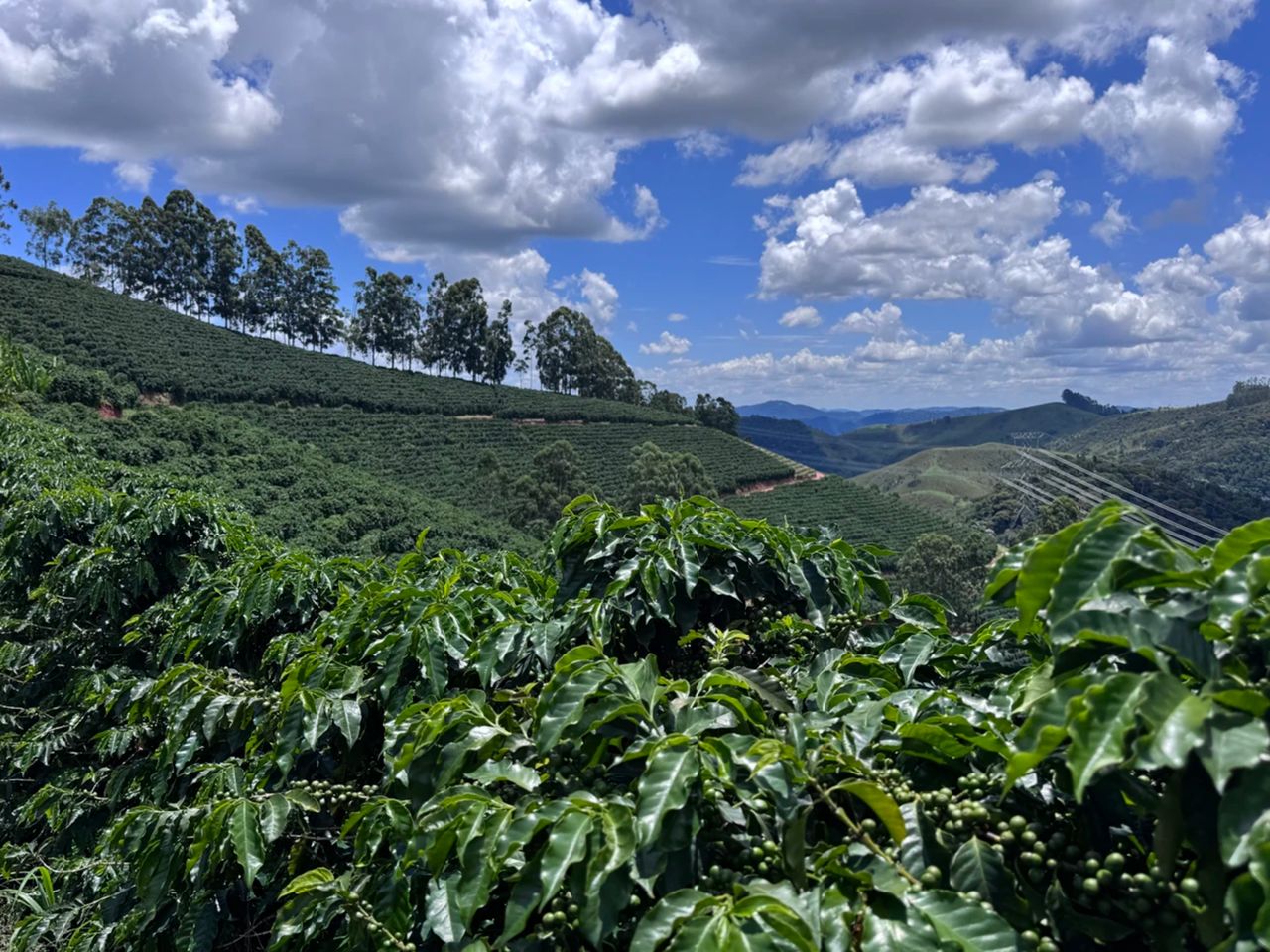 Экскурсия на кофейную плантацию под Рио: как рождается вкус - индивидуальная экскурсия в Рио-де-Жанейро на машине гида длительностью 12 часов с количеством участников до 3 человек цена экскурсии 1500$