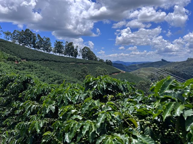 Экскурсия на кофейную плантацию под Рио: как рождается вкус