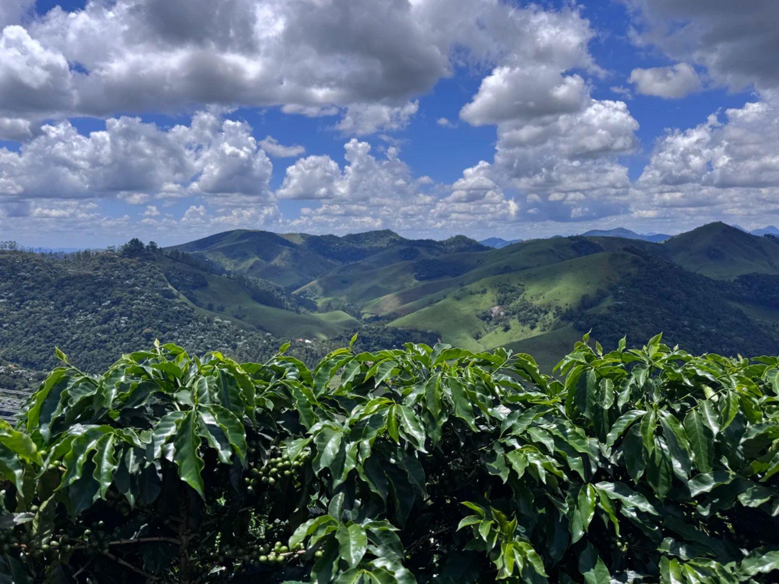 Виды на кофейной плантации под Рио