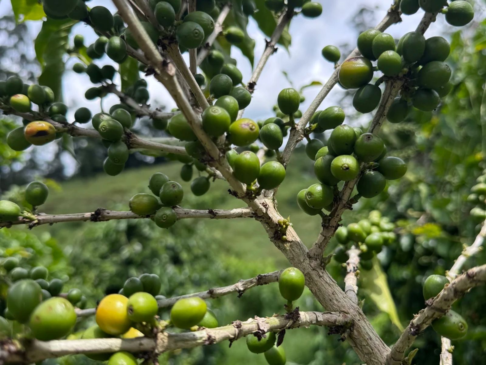 Зёрна на кофейных кустах