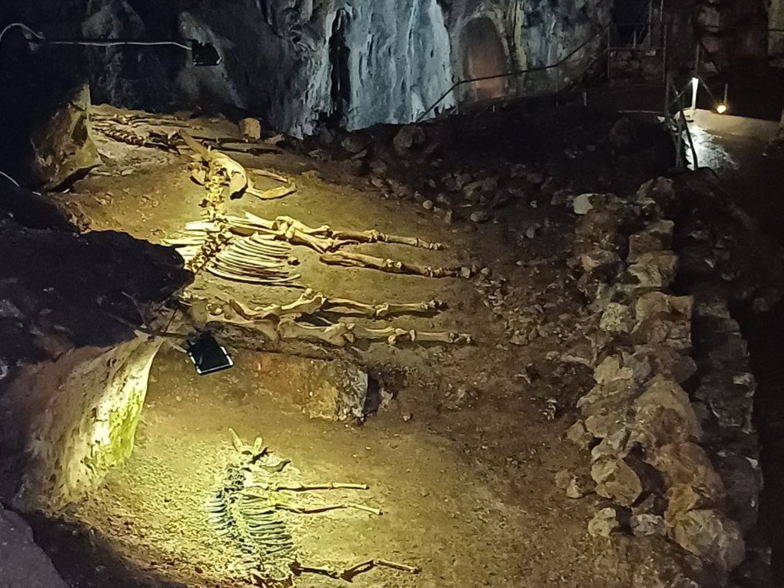 Останки доисторических животных