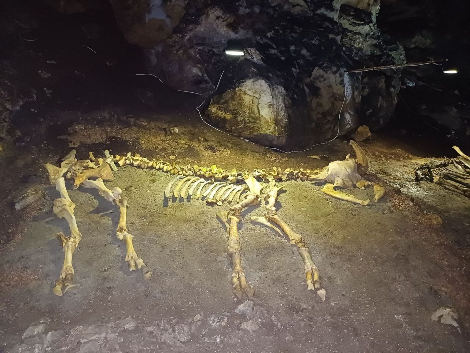 Доисторическое животное пещеры