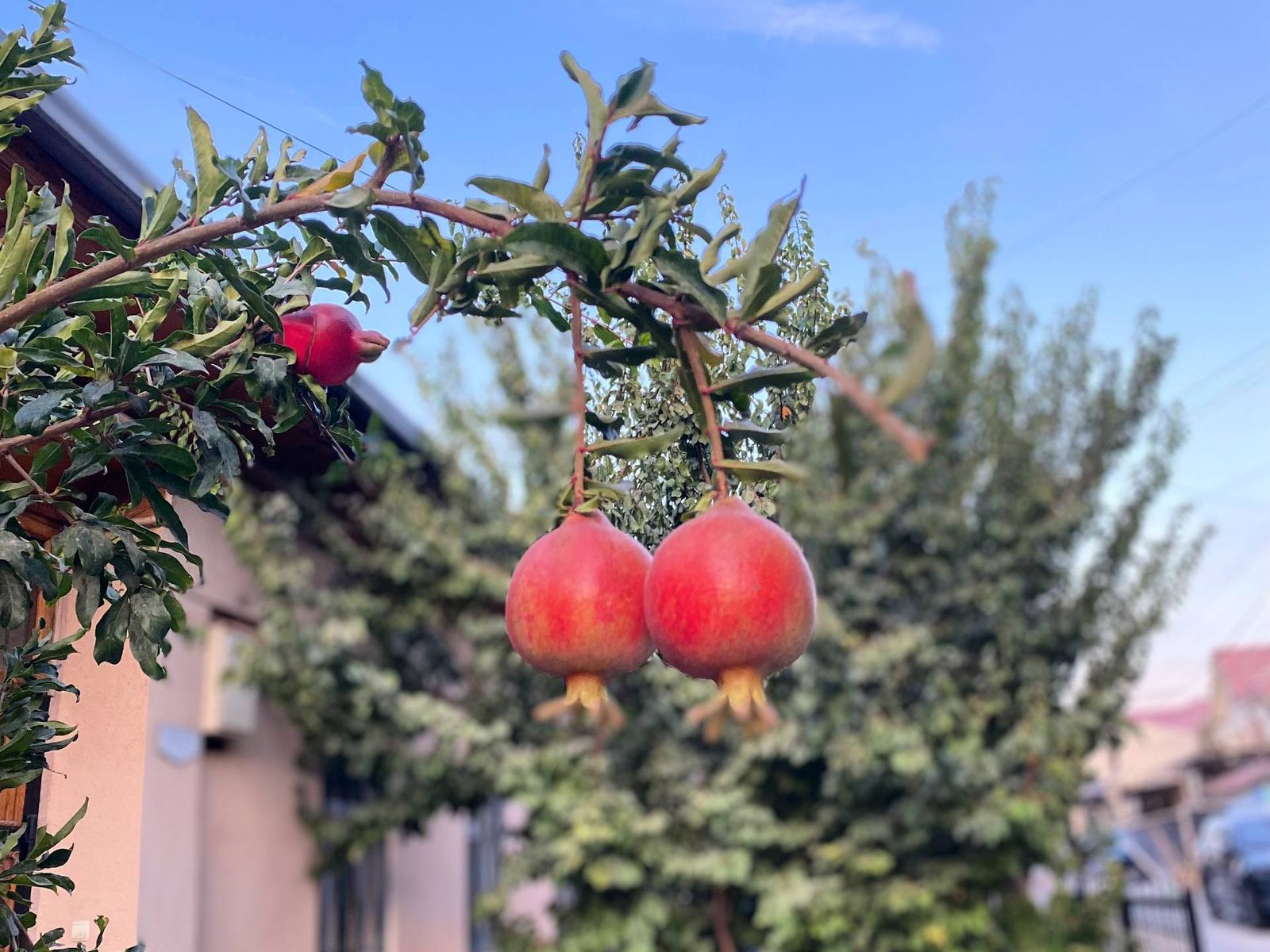 Гранат поспевает