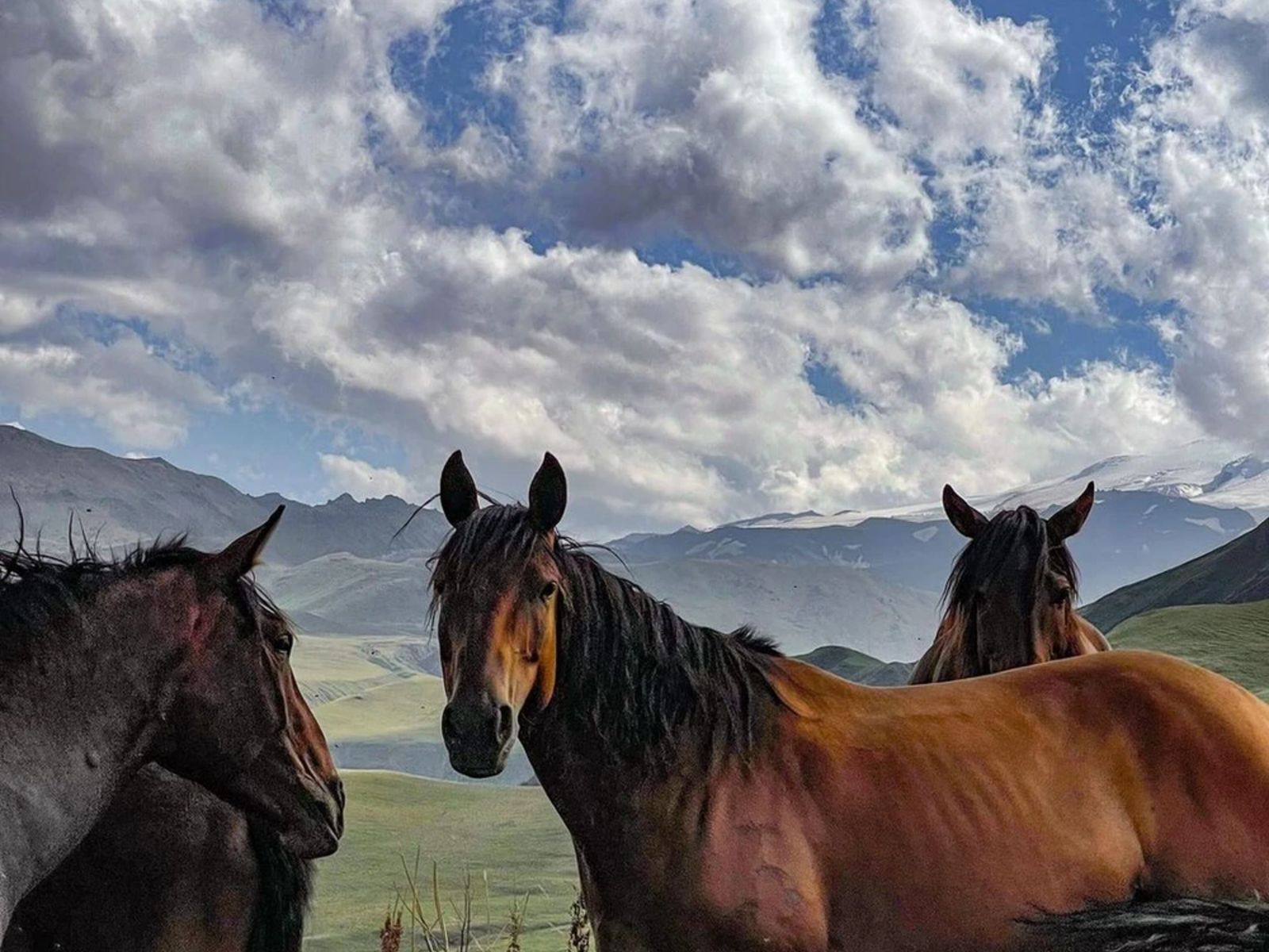 Карачаевская порода лошадей