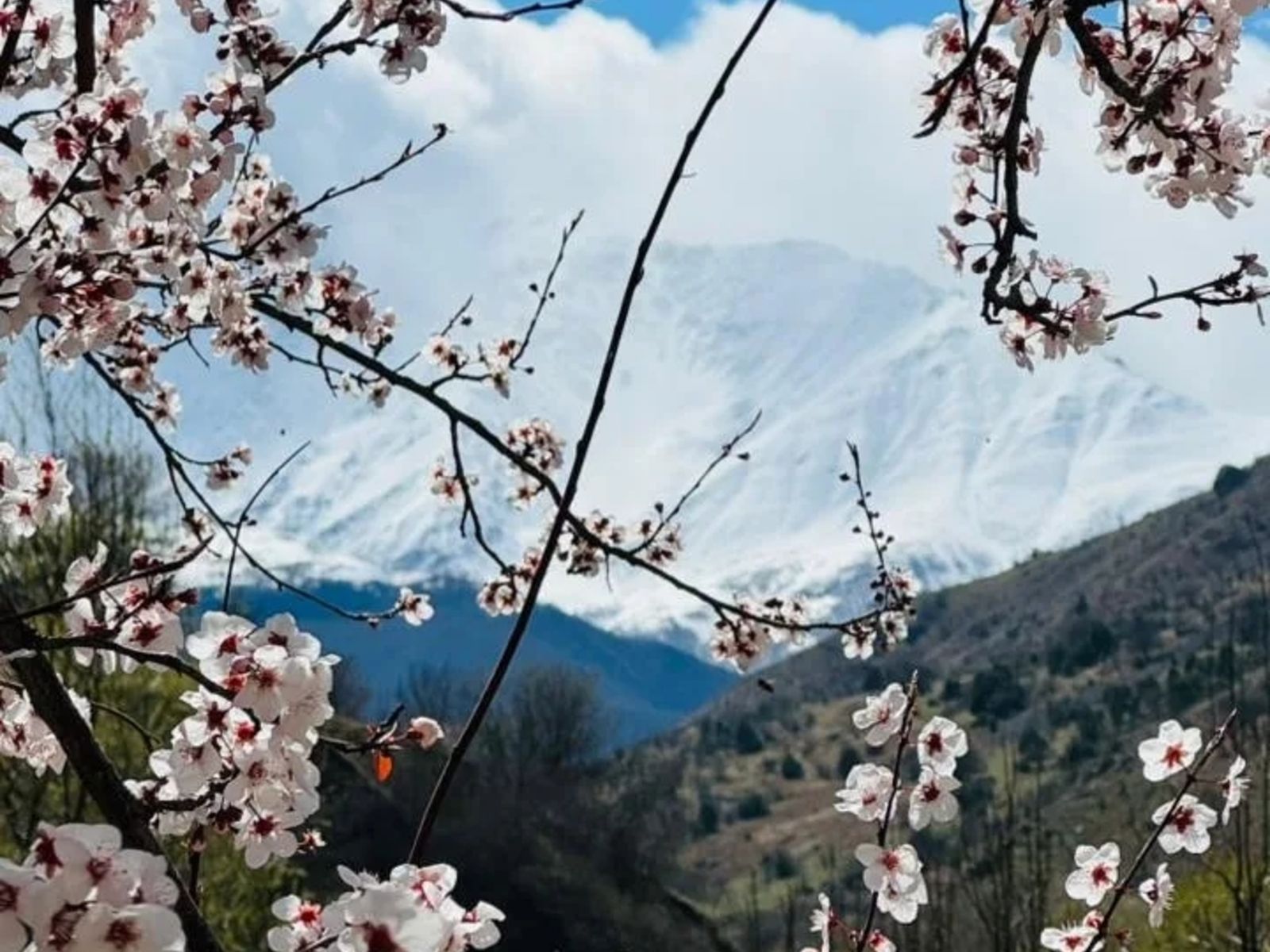 Горная абрикос