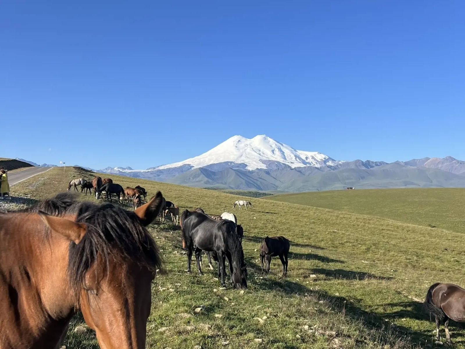 Лошади в горах