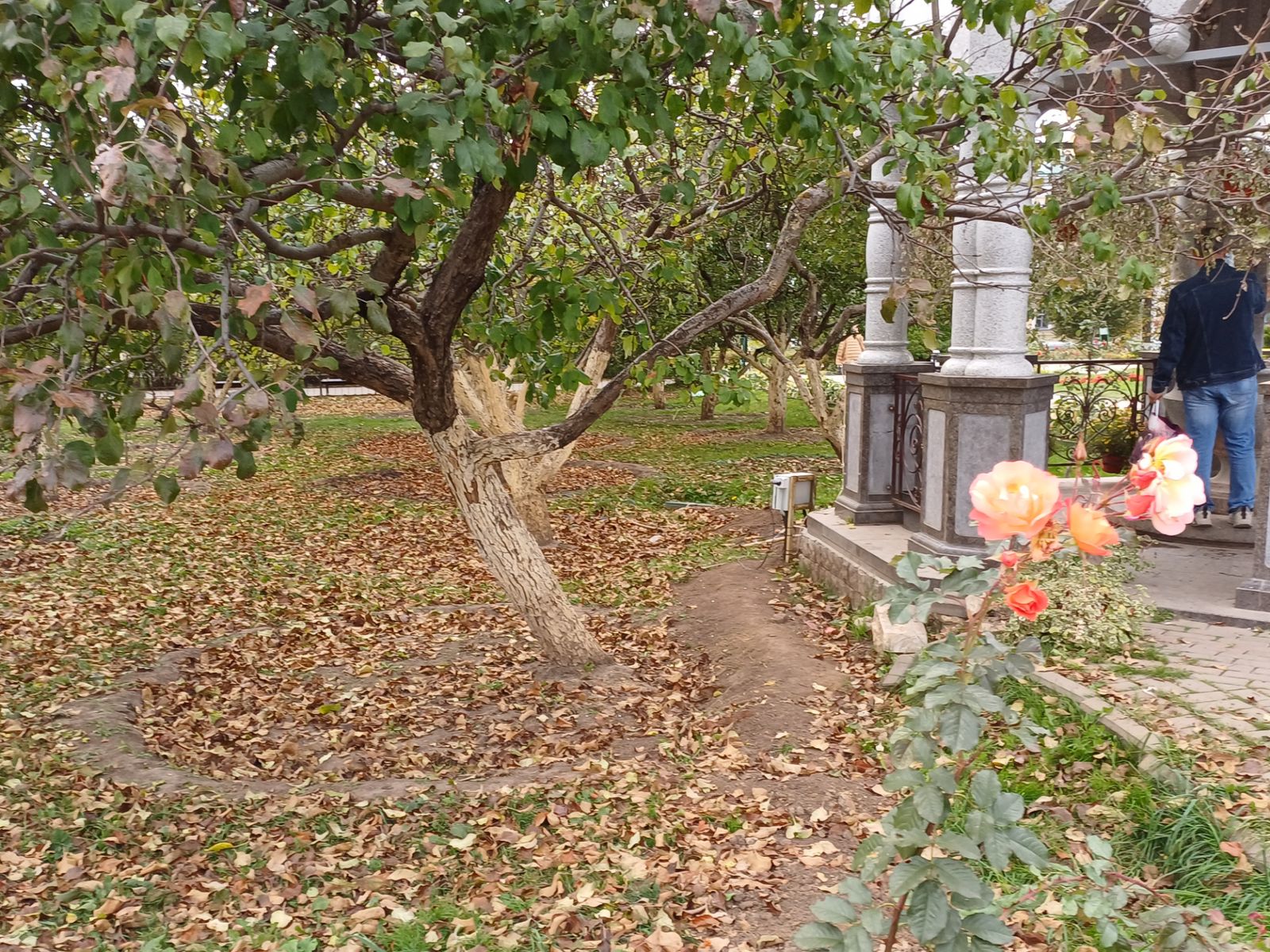 Яблоневый сад монастыря