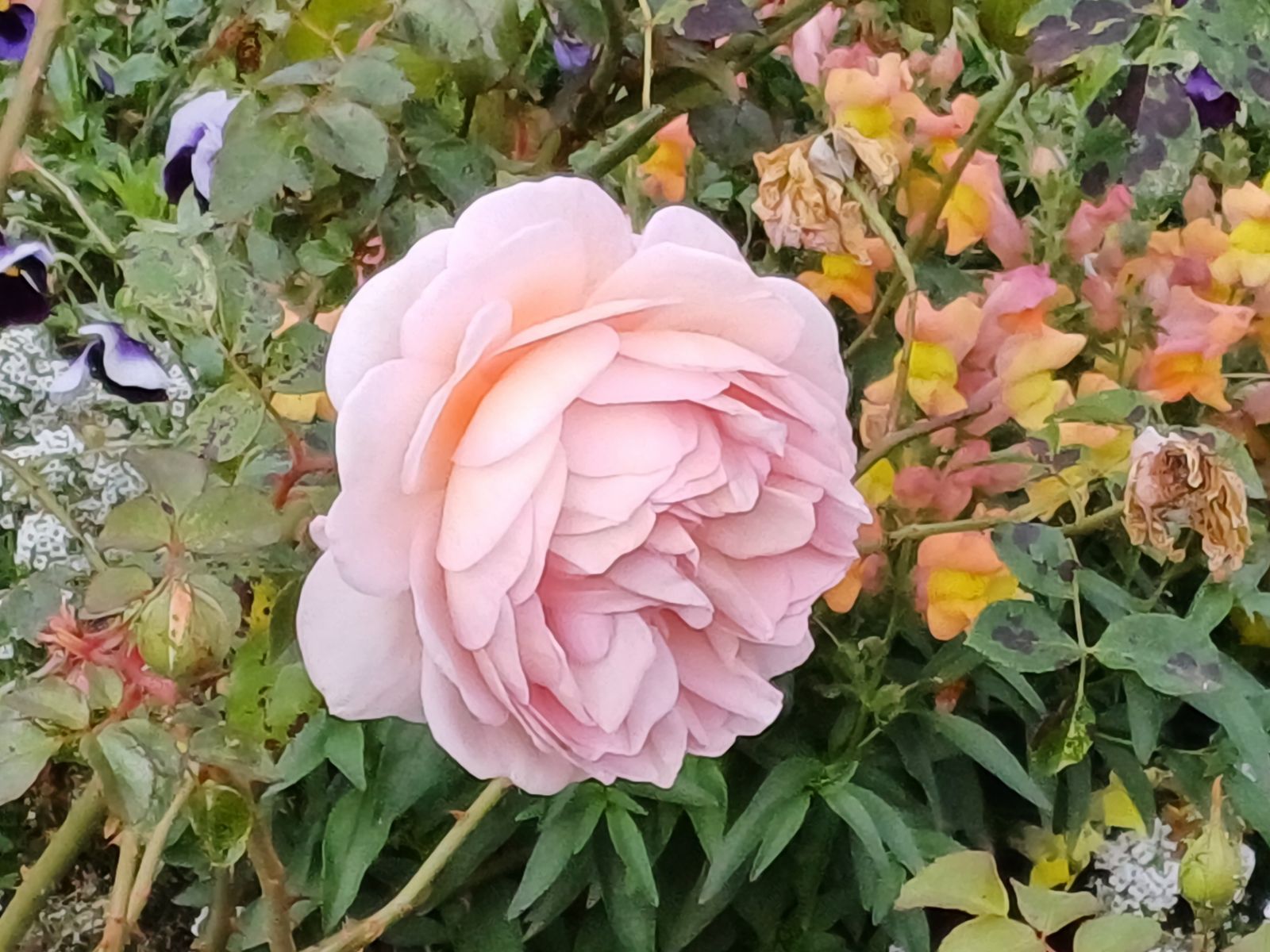 Розы Дивеева