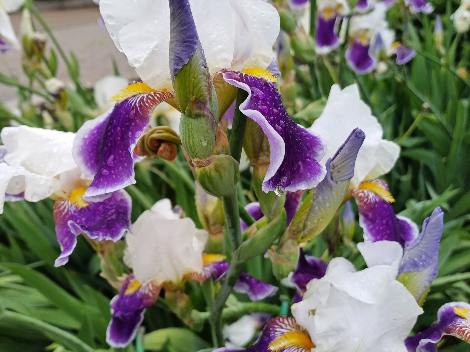 Ирисы Николаевского монастыря Арзамаса