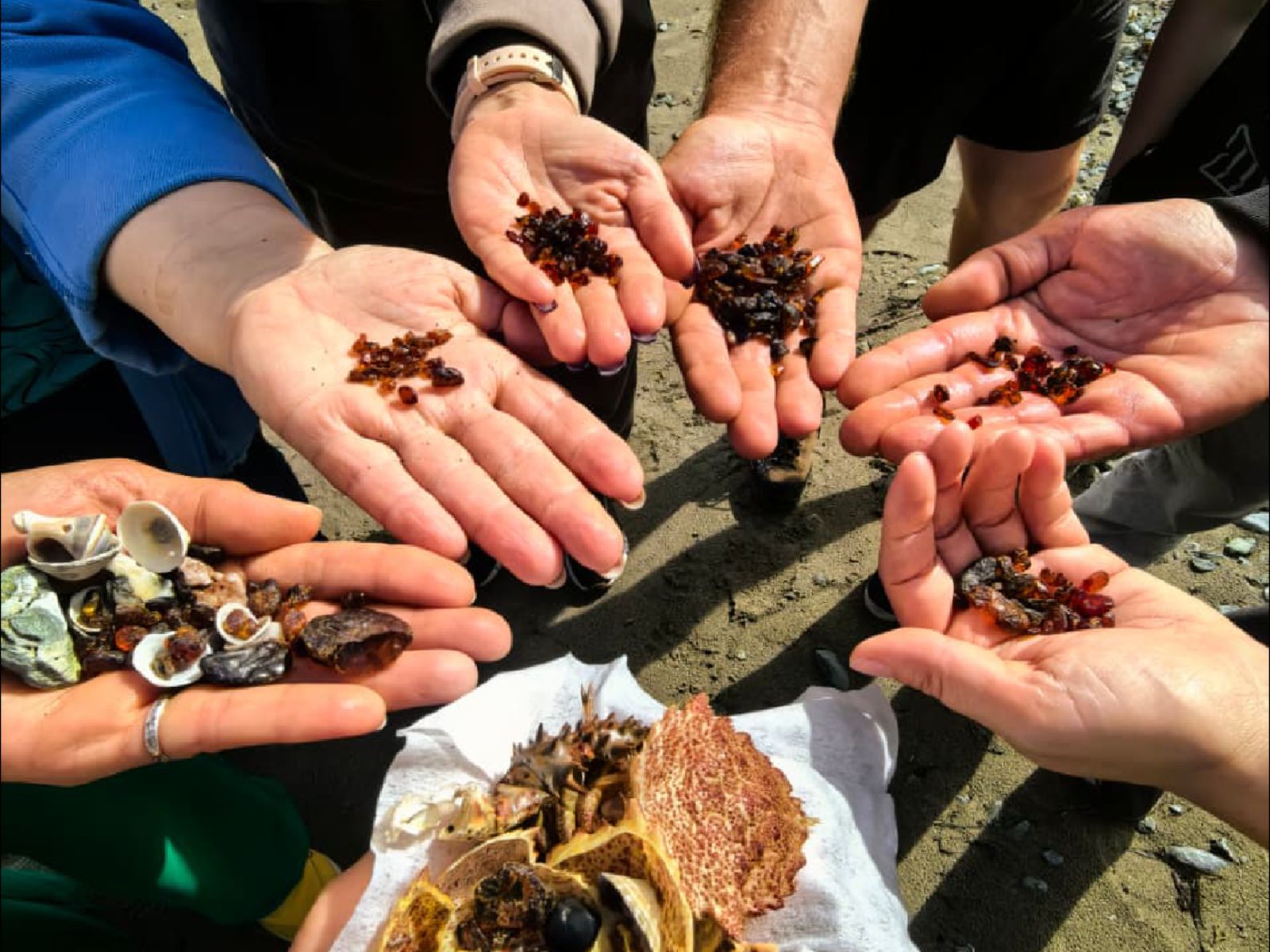 Сбор сахалинского янтаря