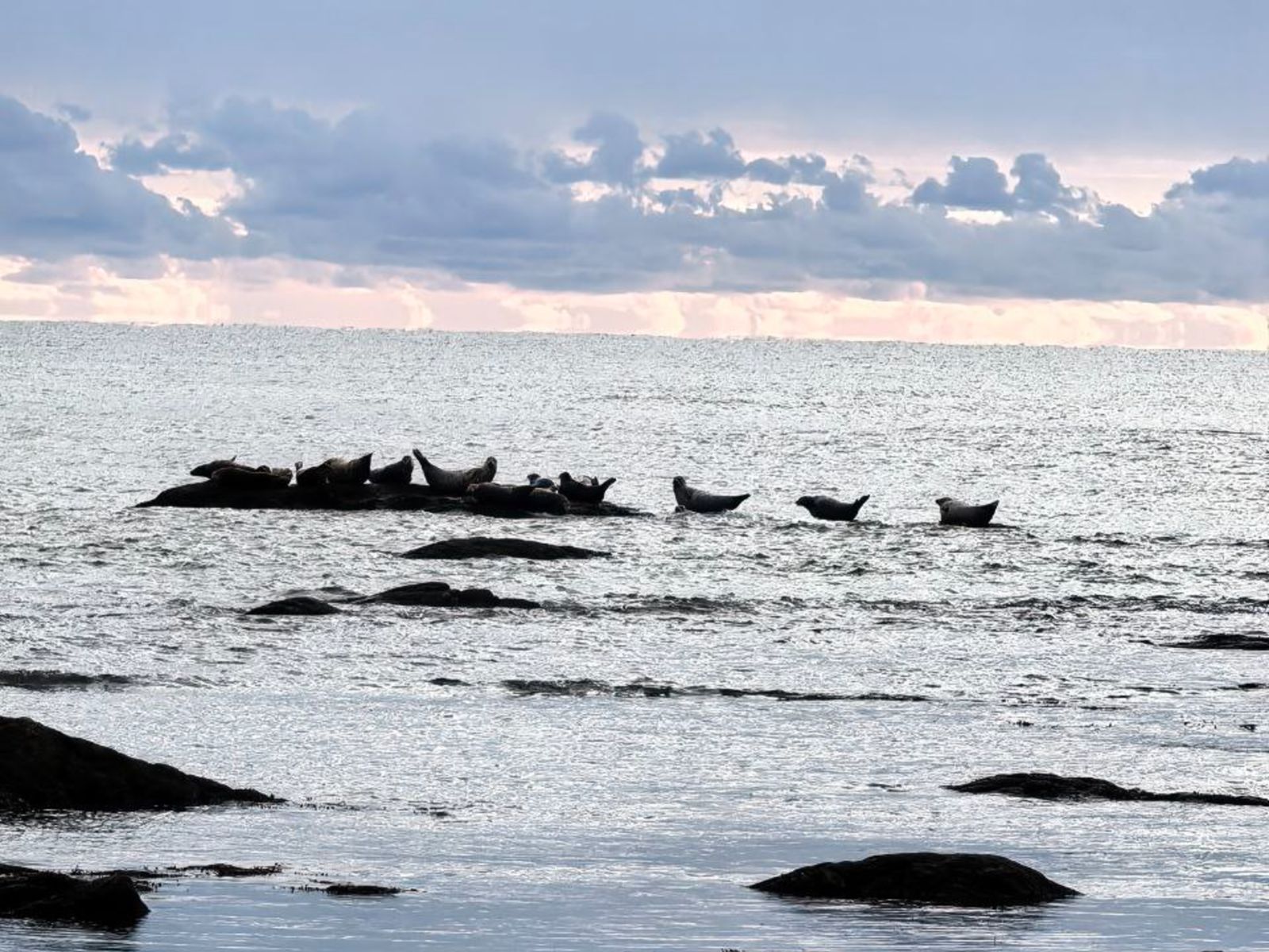 Нерпы греются