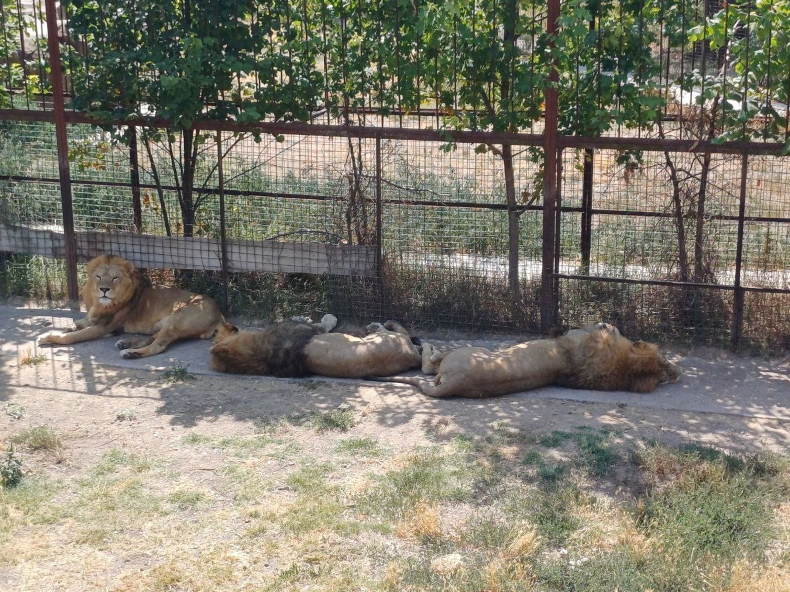 Львы в Тайгане