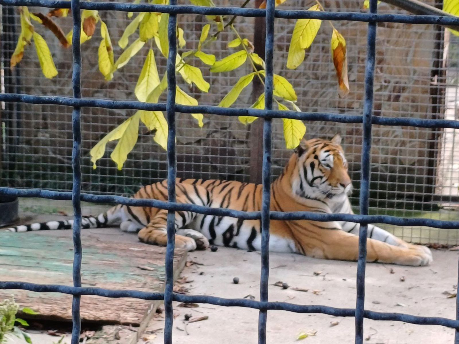 Амурские тигры в Тайгане