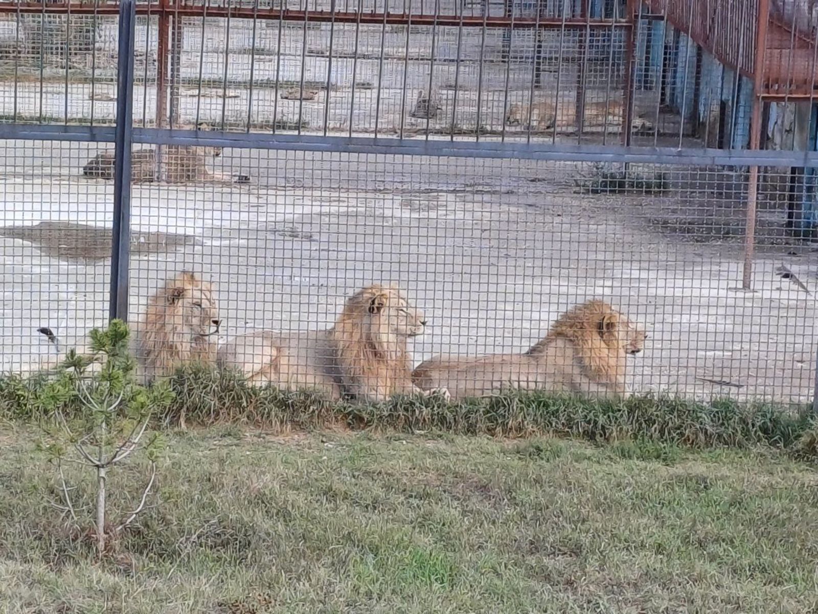 Жизнь львов