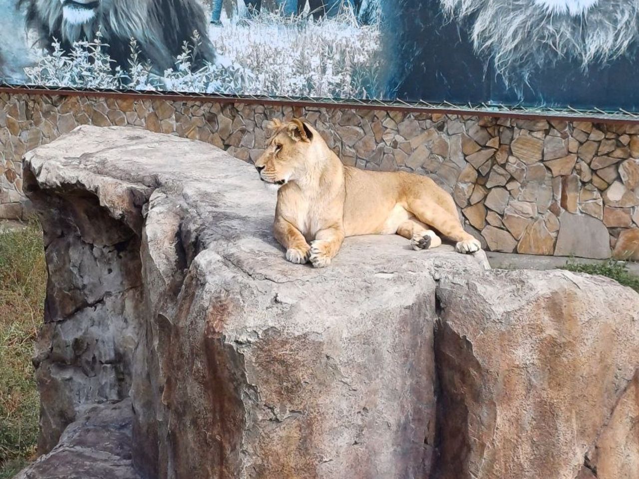 Групповая экскурсия в сафари-парк Тайган: экзотика и приключения - групповая экскурсия в Севастополе на автобусе длительностью 8 часов с количеством участников до 17 человек цена экскурсии 2500₽