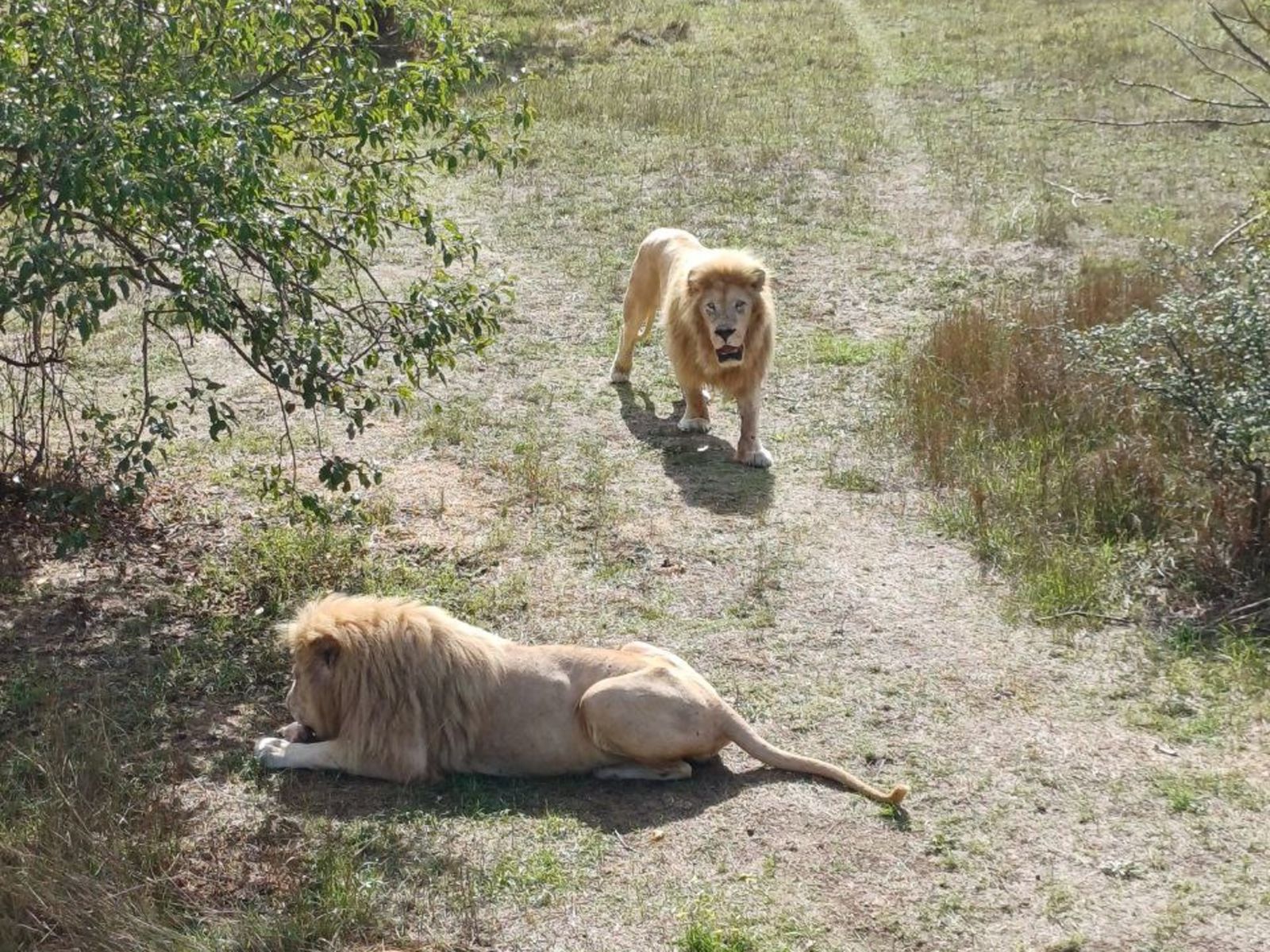 Естественные условия жизни львов