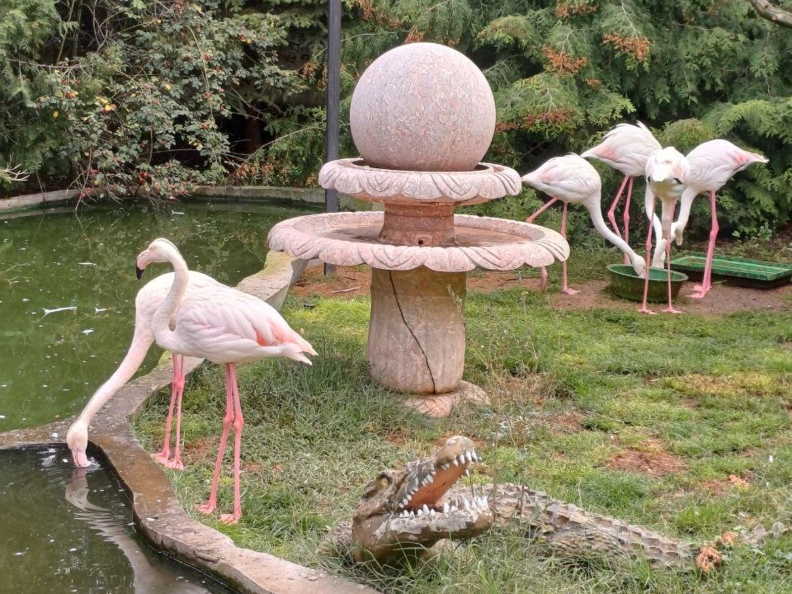 Фламинго Тайгана