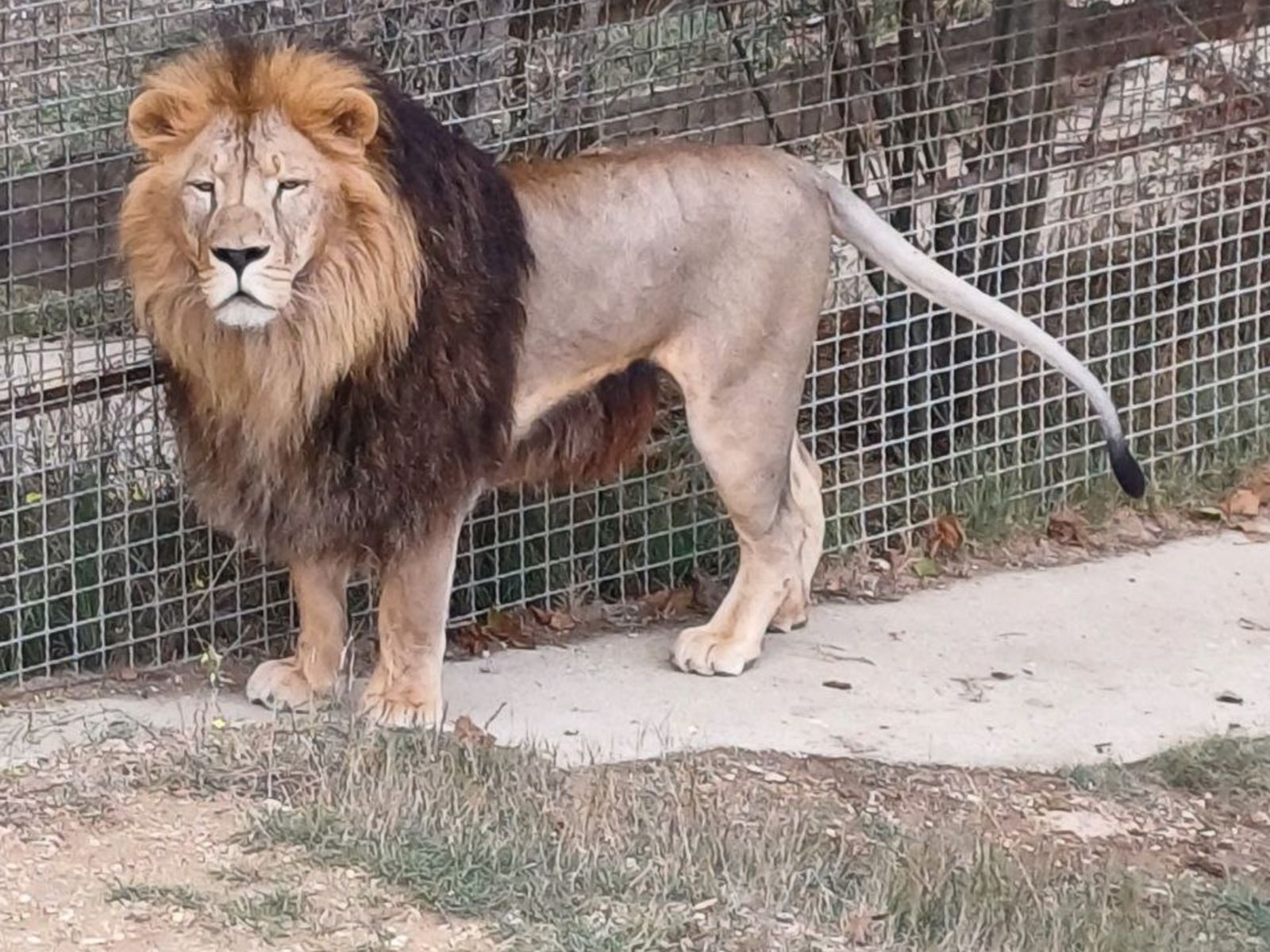 Вожак прайда