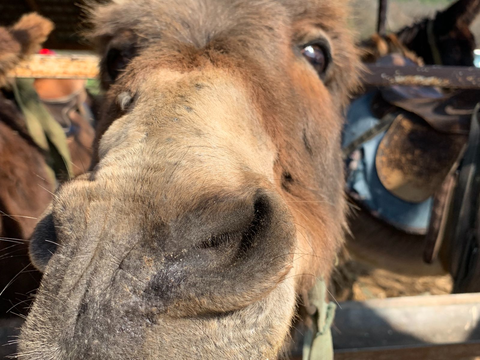 Ослики Каралезской долины