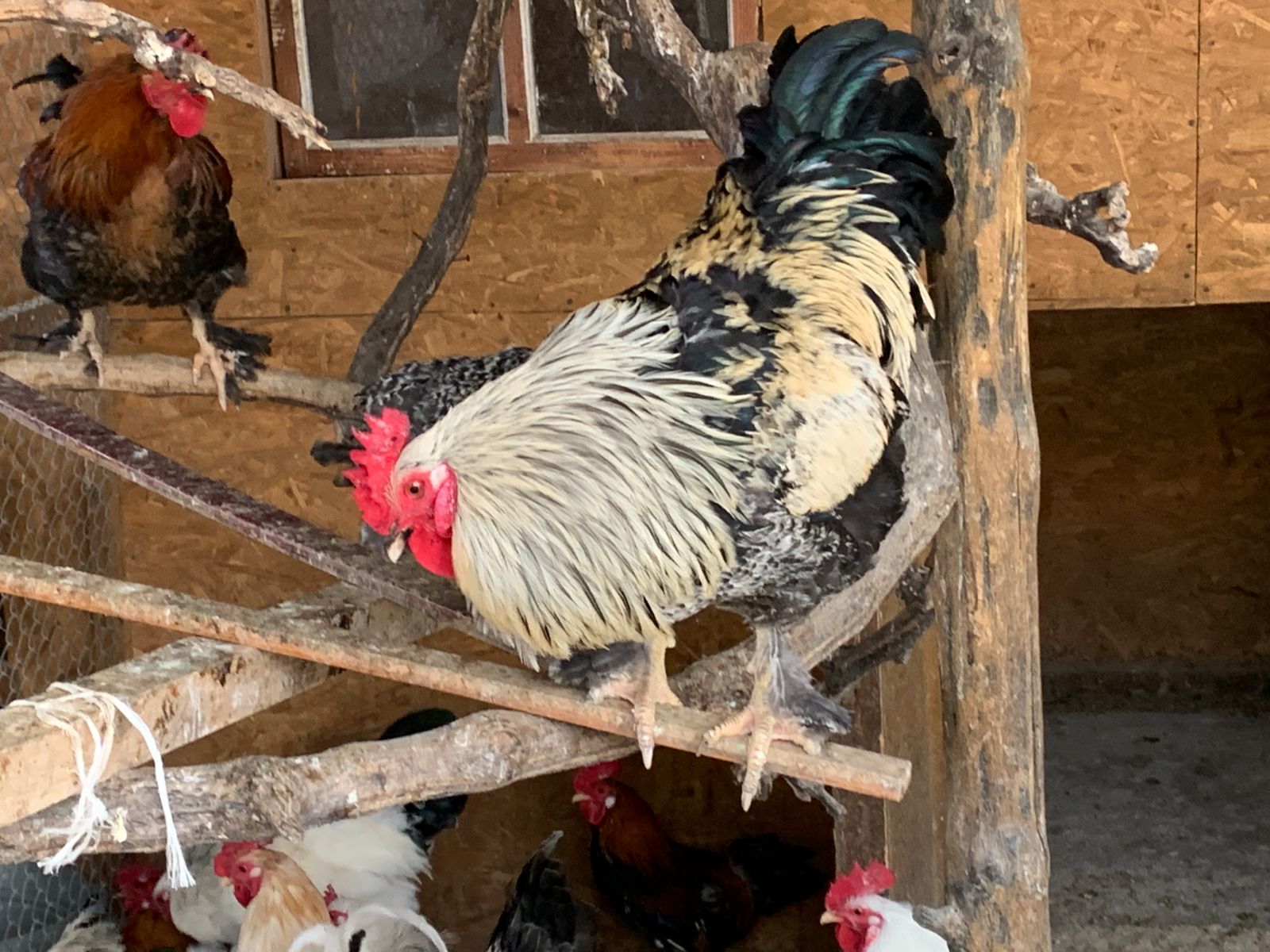 Декоративные куры