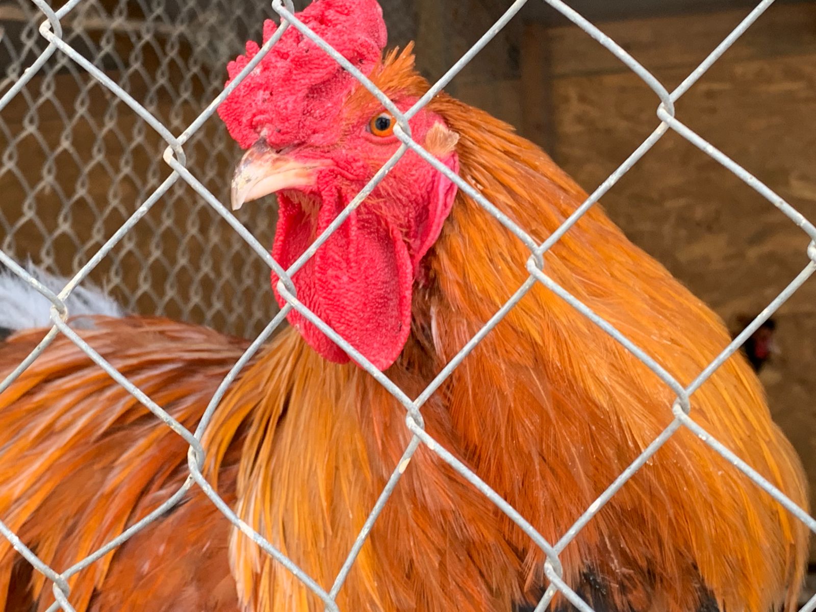 Обитатели фермы