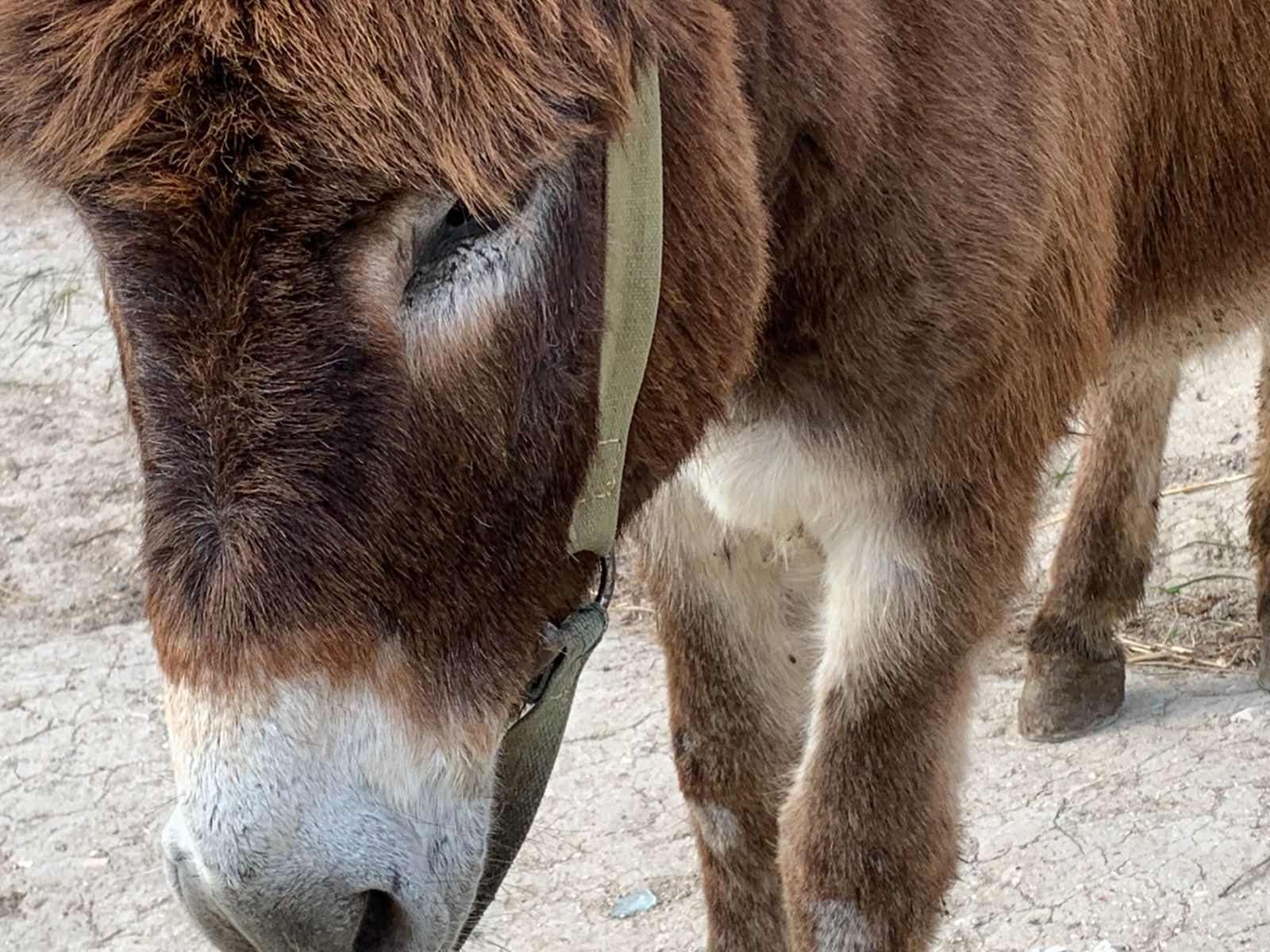 Ослик отдыхает