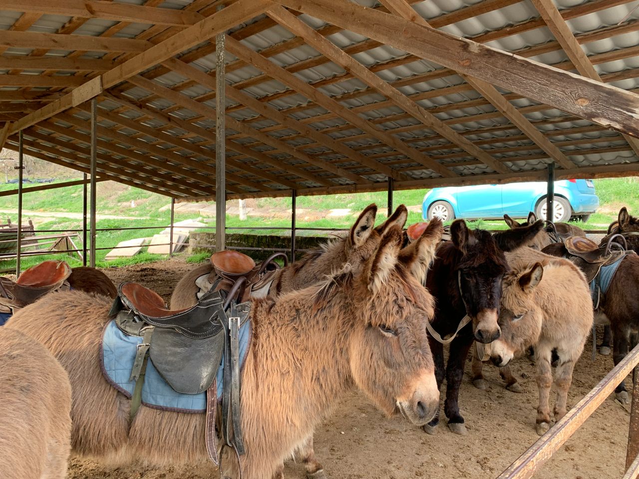 Групповая экскурсия из Севастополя на ослоферму "Чудо-ослик" - групповая экскурсия в Севастополе на автобусе длительностью 8 часов с количеством участников до 17 человек со скидкой 5% цена экскурсии 1900₽