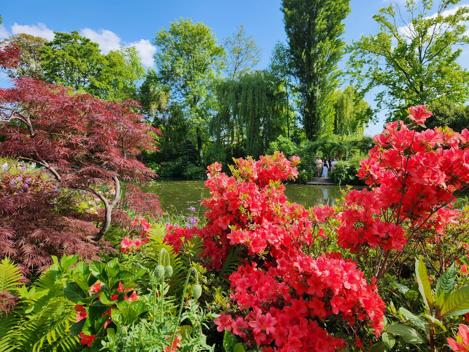 Цветы у пруда