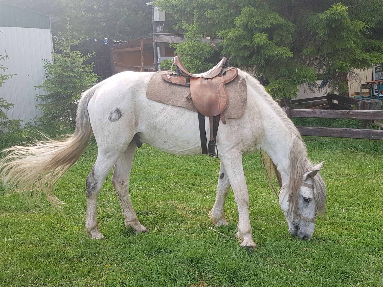 Конные прогулки