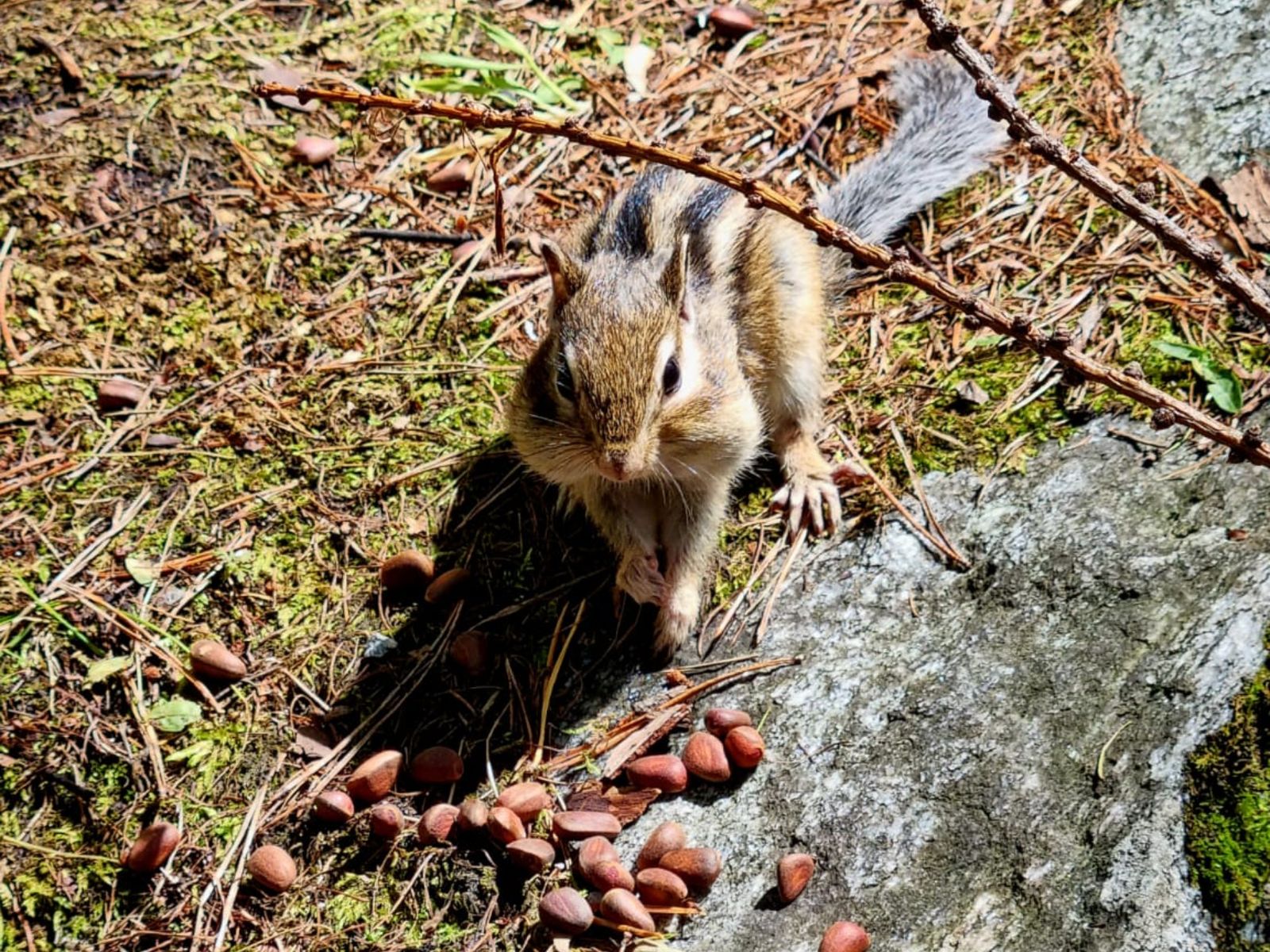 Бурундук в парке