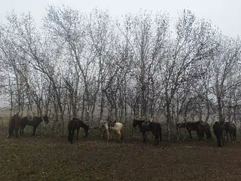 Группа