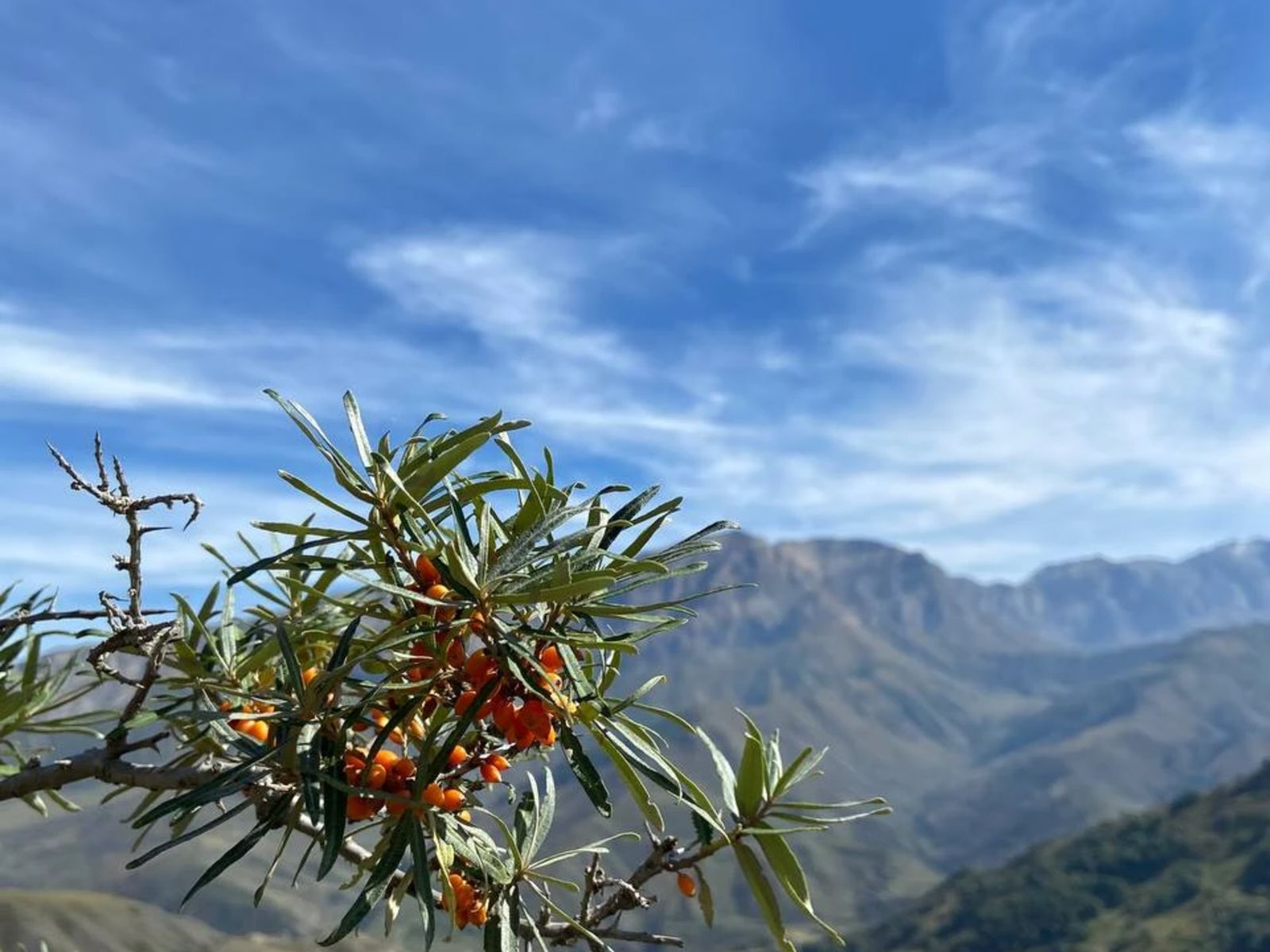 Горная облепиха