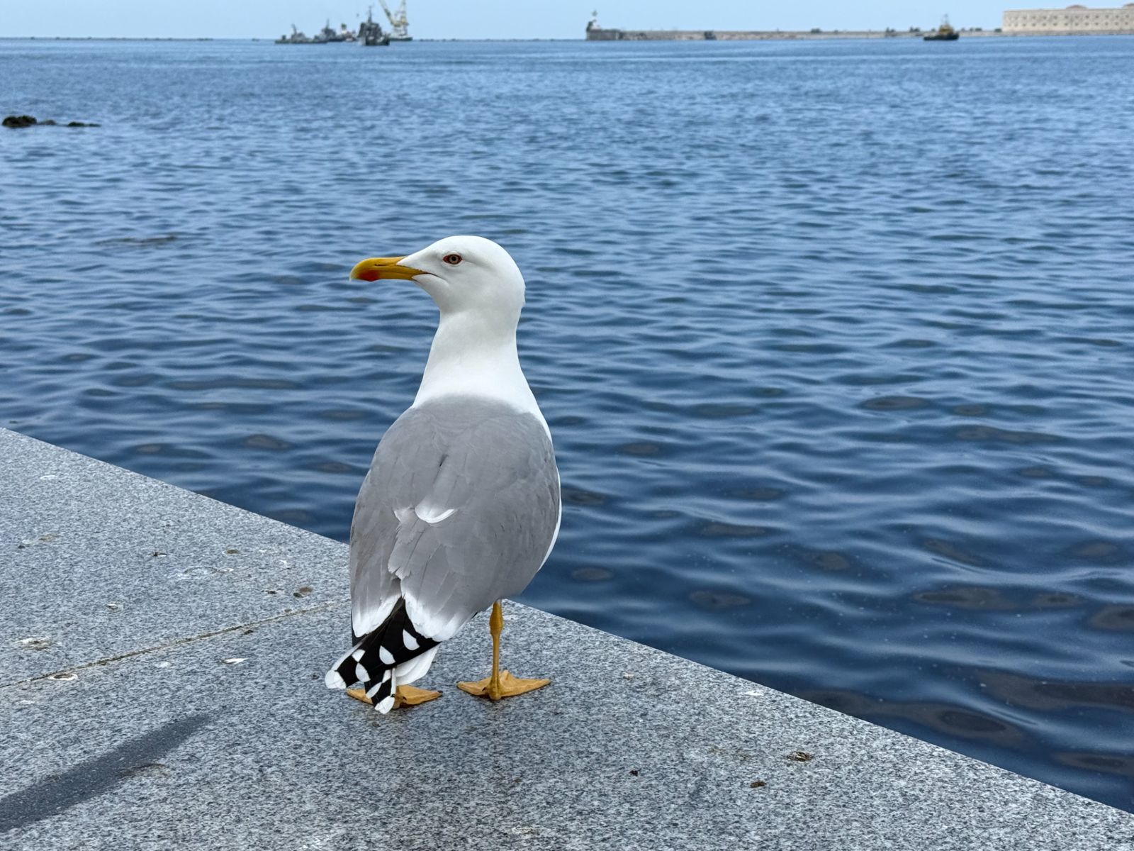 Хозяйка моря