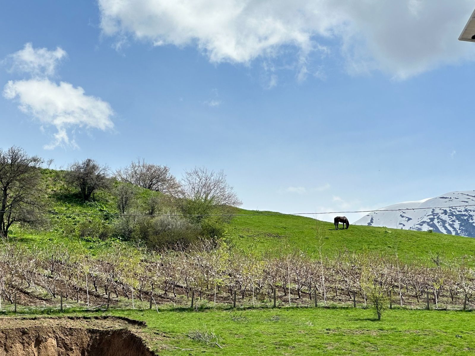 Луга Амирсоя