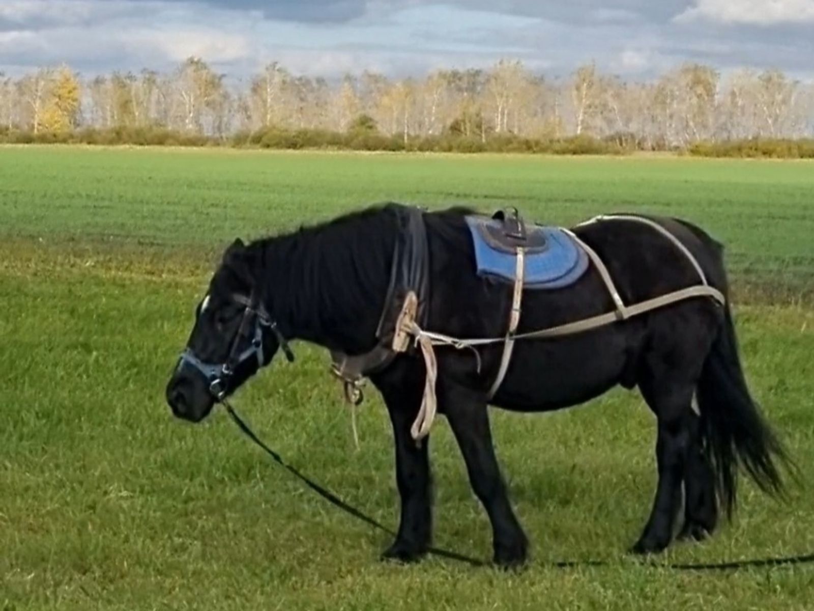 Конный двор на Куликовом поле