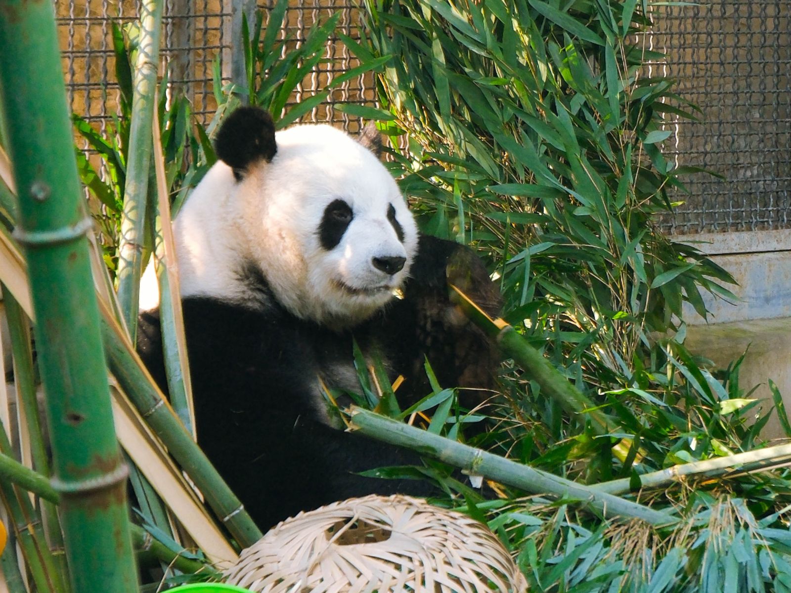 Гигантская панда