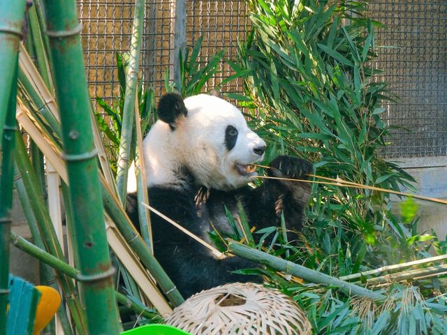 Экскурсия к участку Мутяньюй ВКС и пандам в Пекинском зоопарке