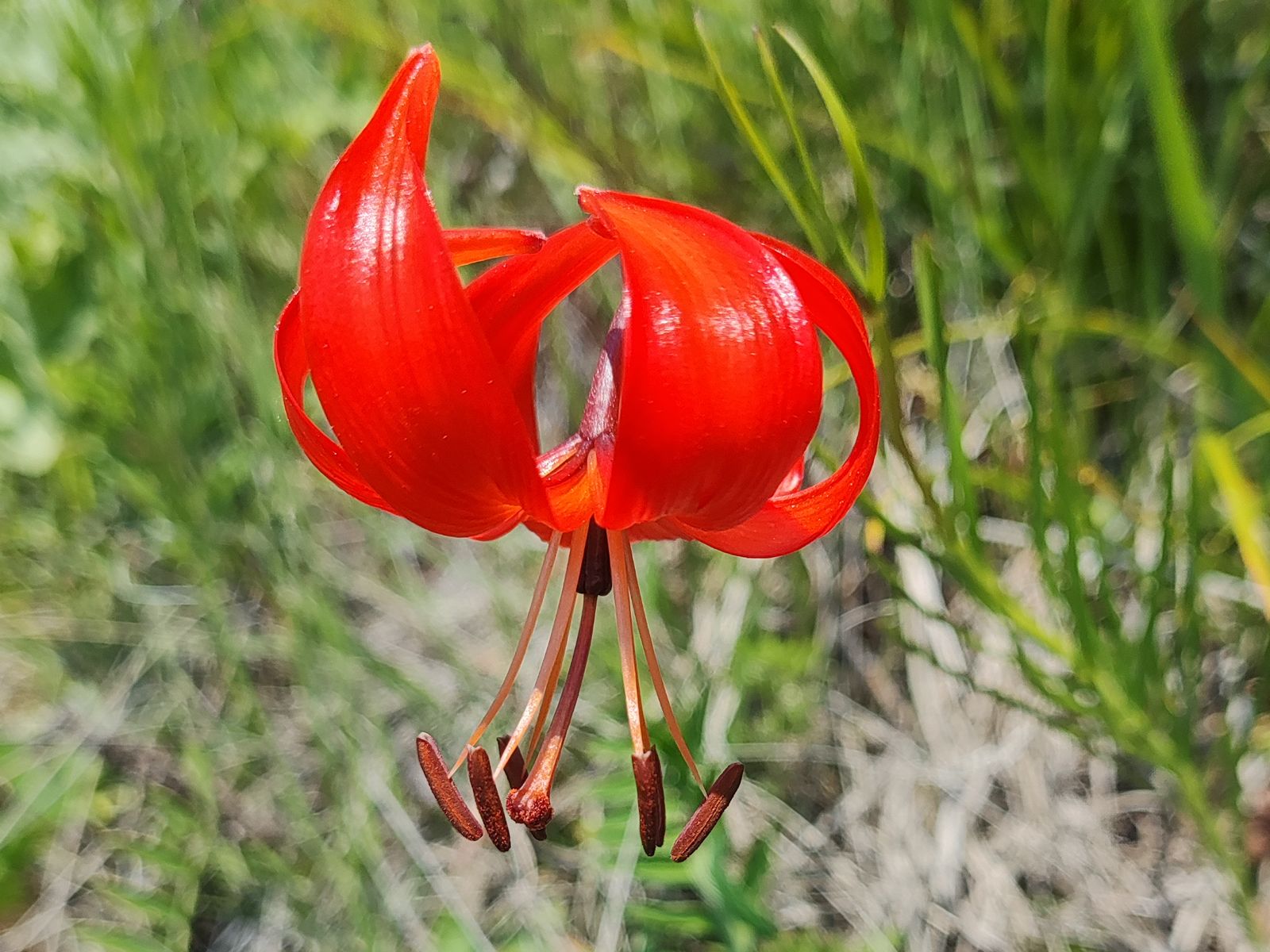 Лилия карликовая  