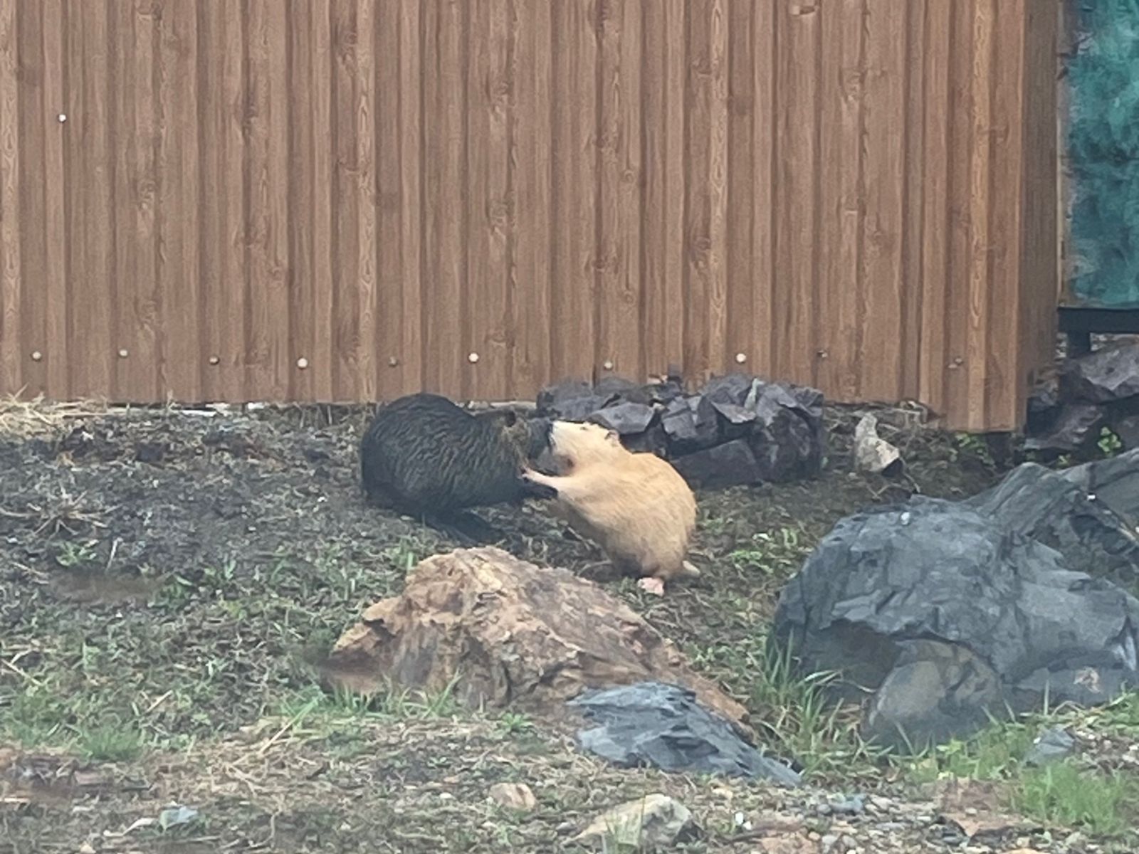 Нутрии парка