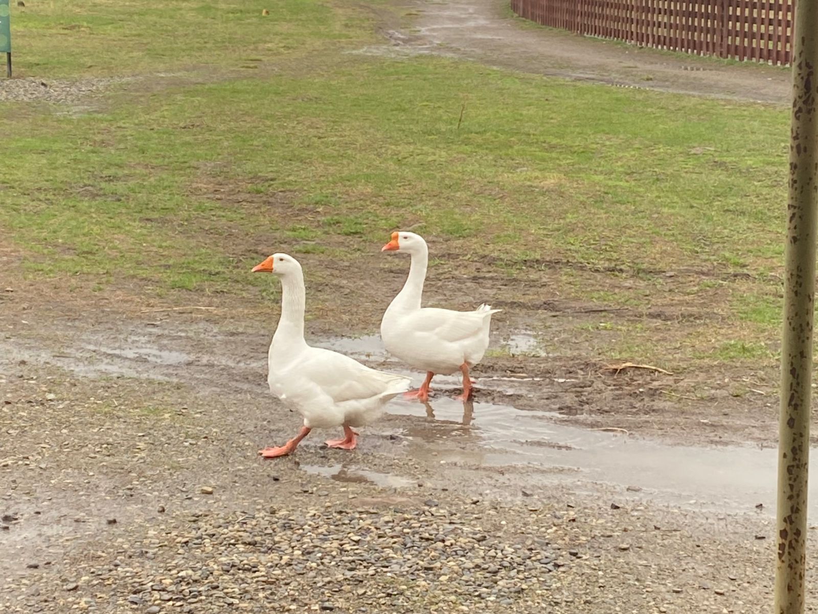 Важные птицы